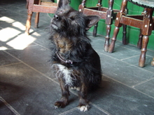 dog in Ireland