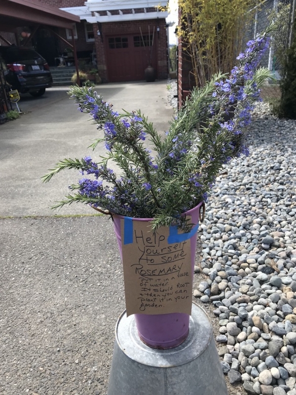 Rosemary in a vase.