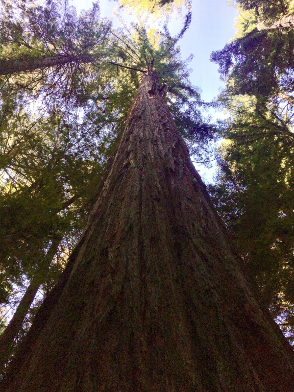 Looking upwards at a redwood tree that is so giant I can't see the top from this vantage point.