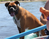 This image is of a Boxer in a raft.